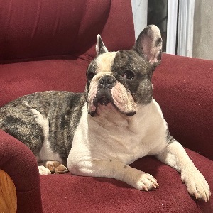 Cristian Gabriel Ortellado