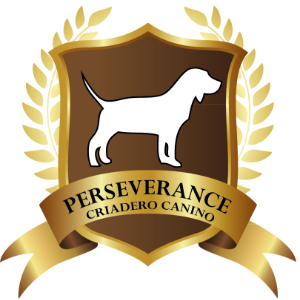 Perseverance