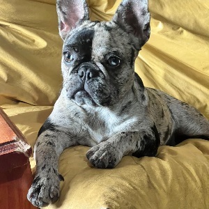 Foto de perfil de Verónica